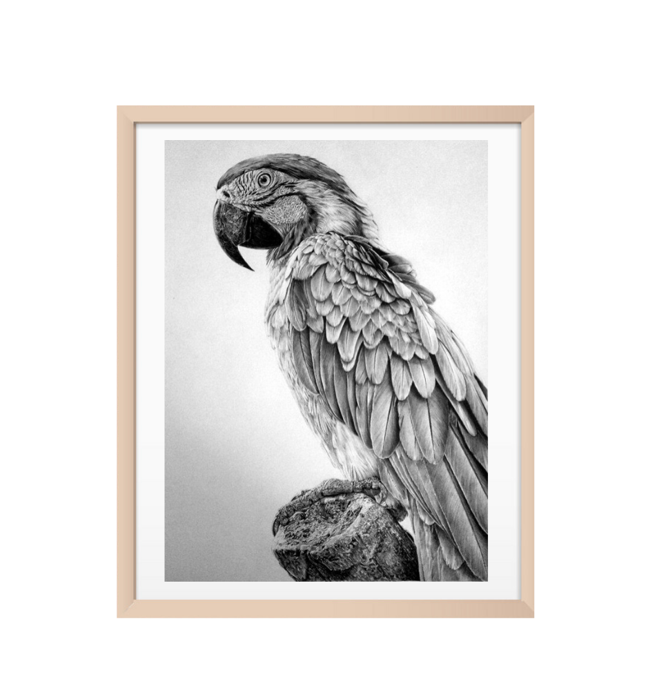 Custom Pencil Pet Sketch Custom Pencil Pet Sketch